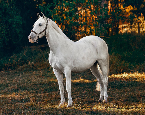 Los caballos son un ejemplo de animales vertebrados.