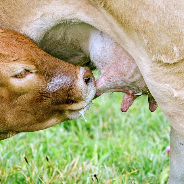 Las vacas son animales mamíferos del tipo placentario.