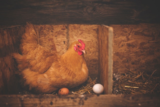 La gallina es criada y domesticada en granjas para la obtención de huevos.