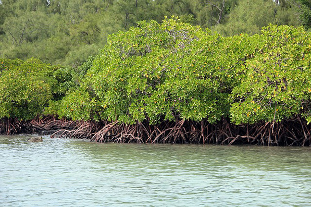 Fotografía de un manglar sobre las costas de un río.