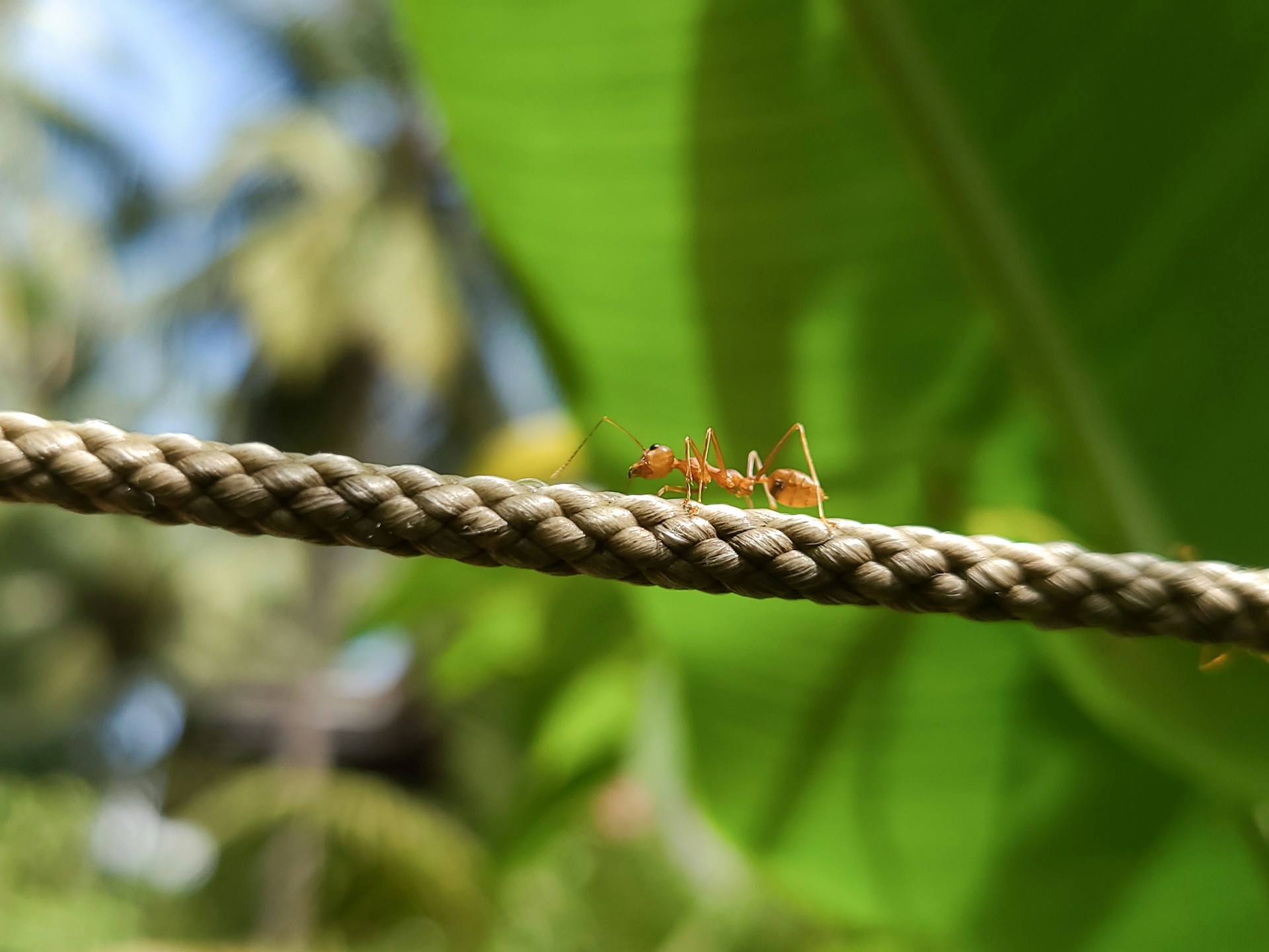 Fotografía de una hormiga roja. Por Nick Cardoso.