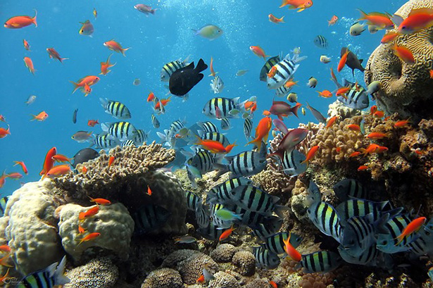 Arrecifes de coral, uno de los ecosistemas acuáticos más diversos sobre la tierra.
