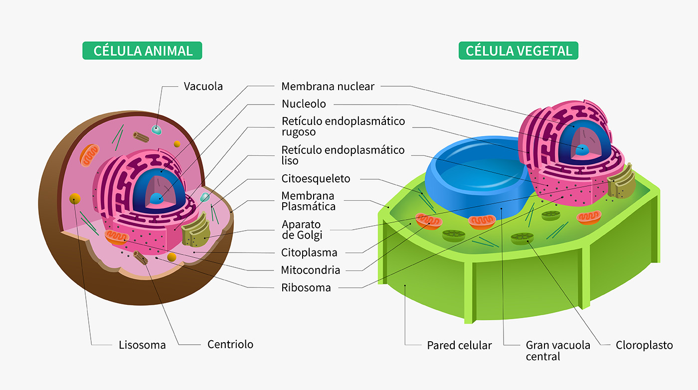 Representación y partes de la célula eucariota animal y vegetal.