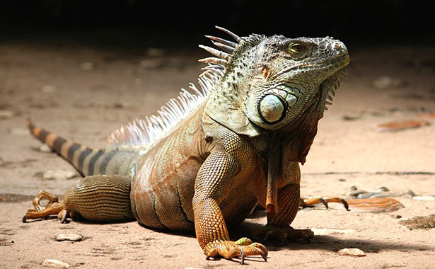 El lagarto es una de las especies de reptiles más populares.