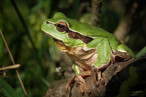 Las ranas son uno de los animales anfibios más comunes.