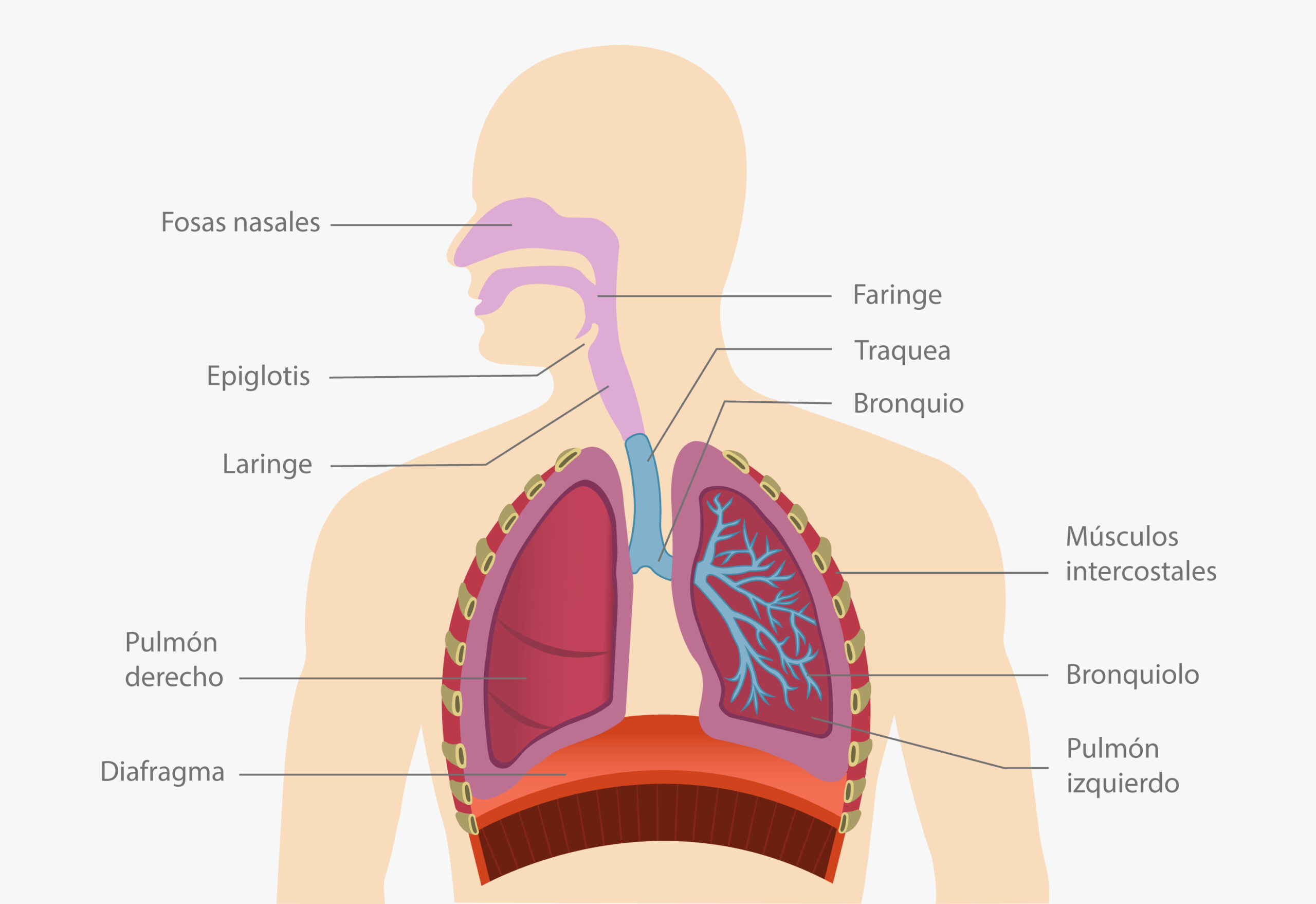 Principales órganos y partes que componen la estructura del sistema respiratorio. Gráfico de la Enciclopedia Iberoamericana.