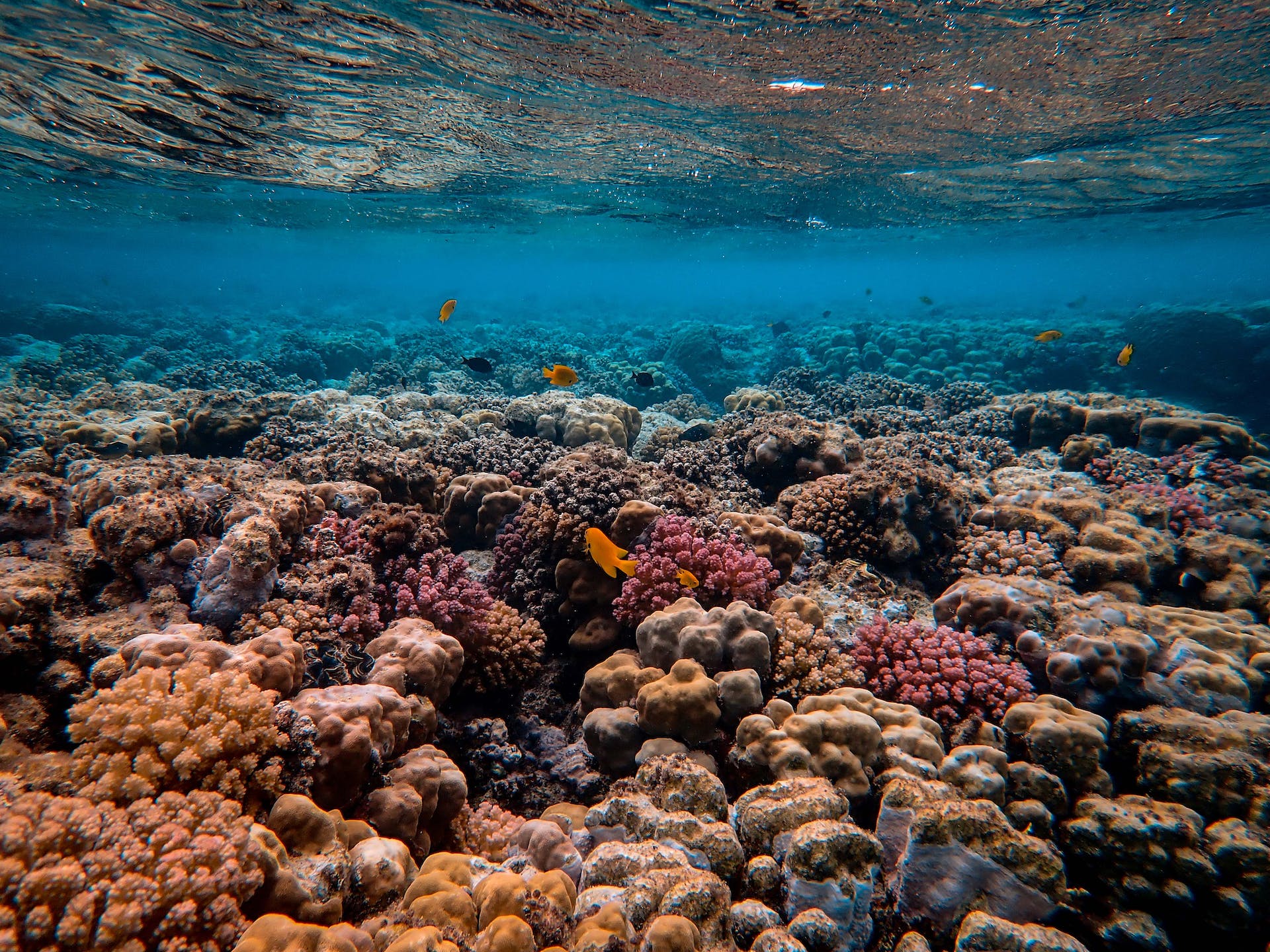 Fotografía de un arrecife de coral. Por Francesco Ungaro.