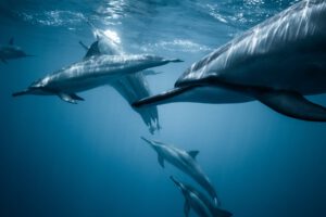 Los delfines son un ejemplo de animales cetáceos. Fotografía por Jeremy Bishop.