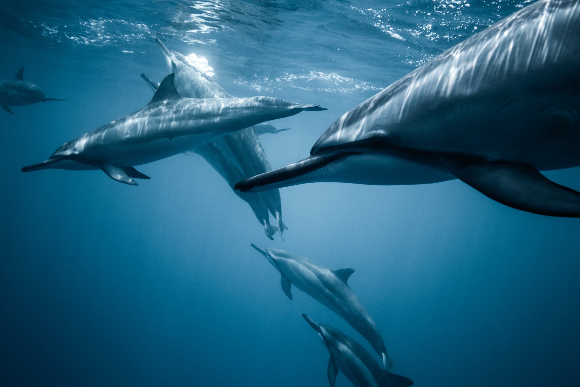 Fotografía de manada de delfines en Hawái, Estados Unidos. Por Jeremy Bishop.