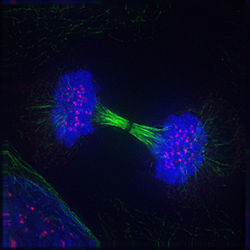 Imagen de una célula en la telofase de la mitosis.
