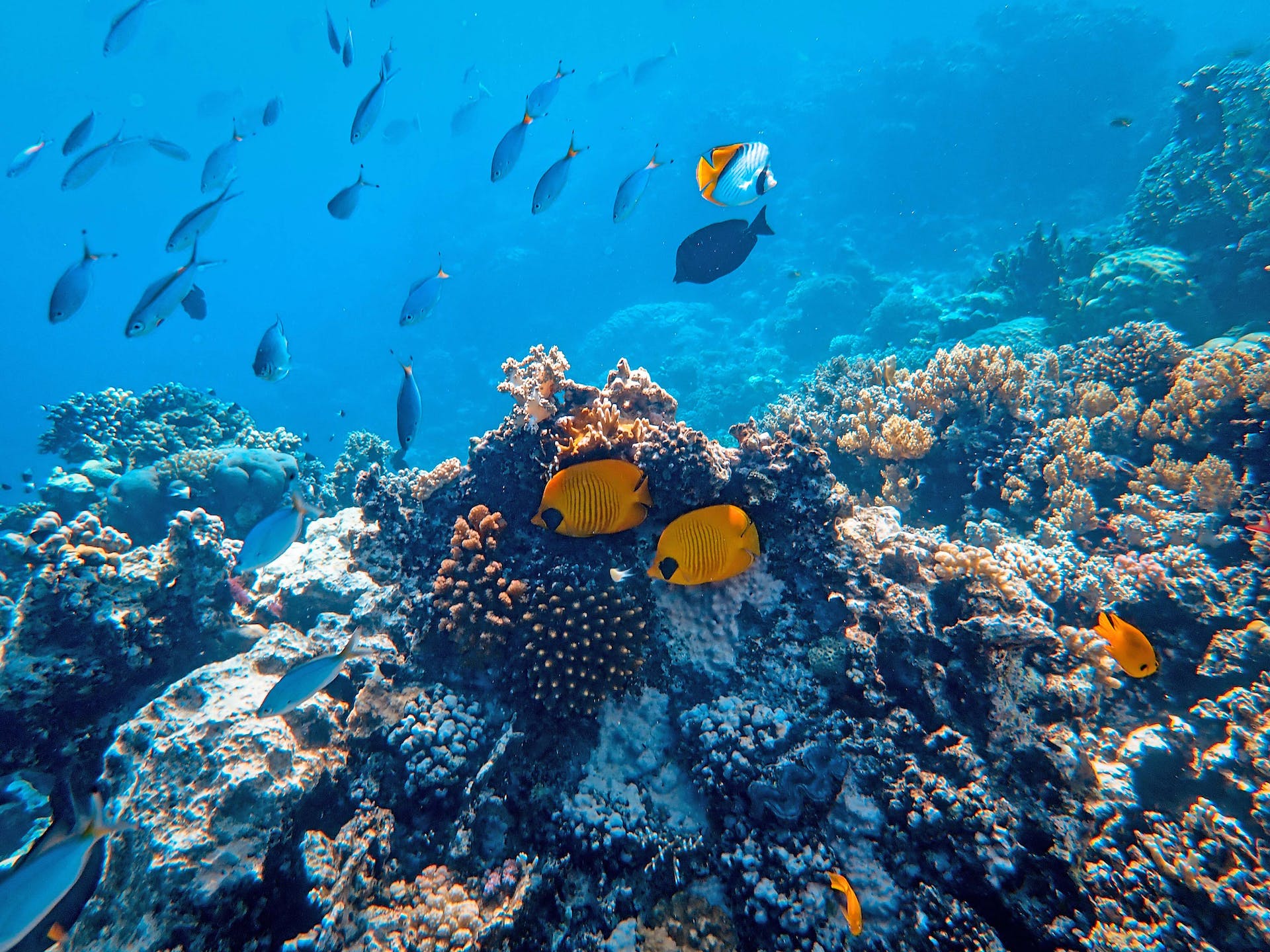 Peces en un arrecife de coral. Fotografía por Francesco Ungaro.