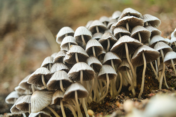 La reproducción de los hongos (Reino Fungi) se realiza a través de esporas y puede ser asexual o sexual.