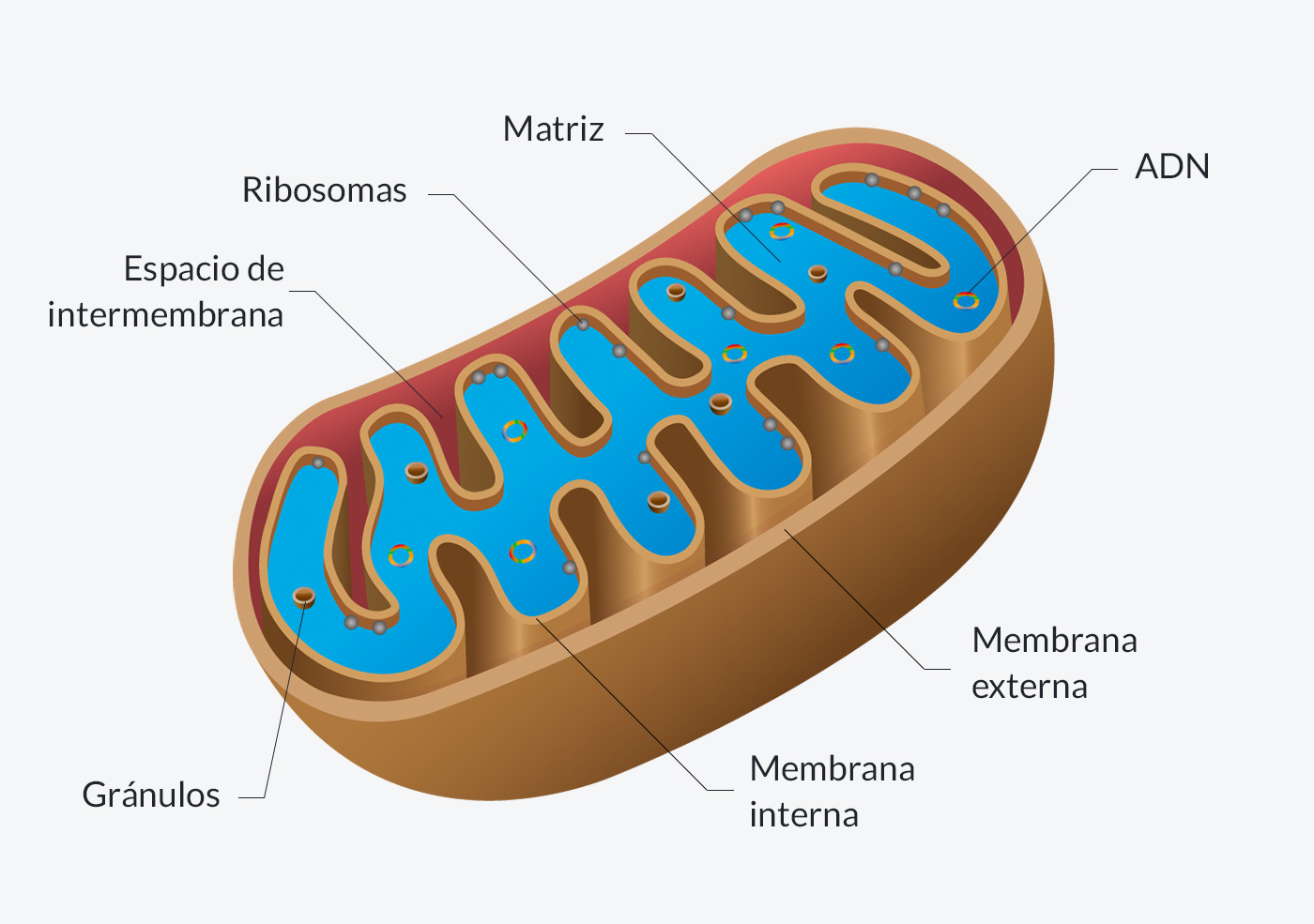 Representación de la mitocondria y sus partes. Gráfico de Enciclopedia Iberoamericana.