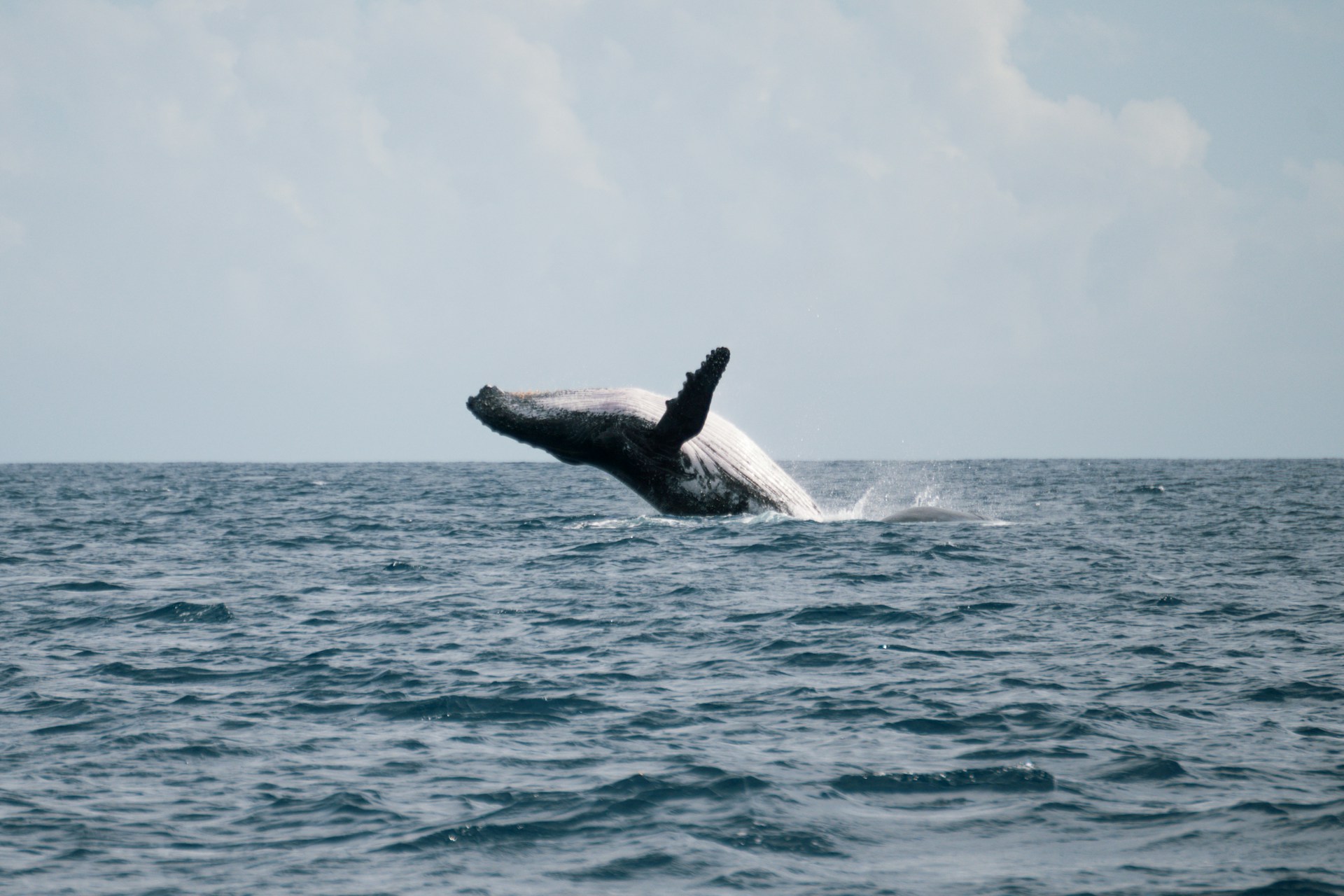 Las orcas son consideradas consumidores terciarios en muchas cadenas alimentarias marinas. Foto de Chloe Christine.