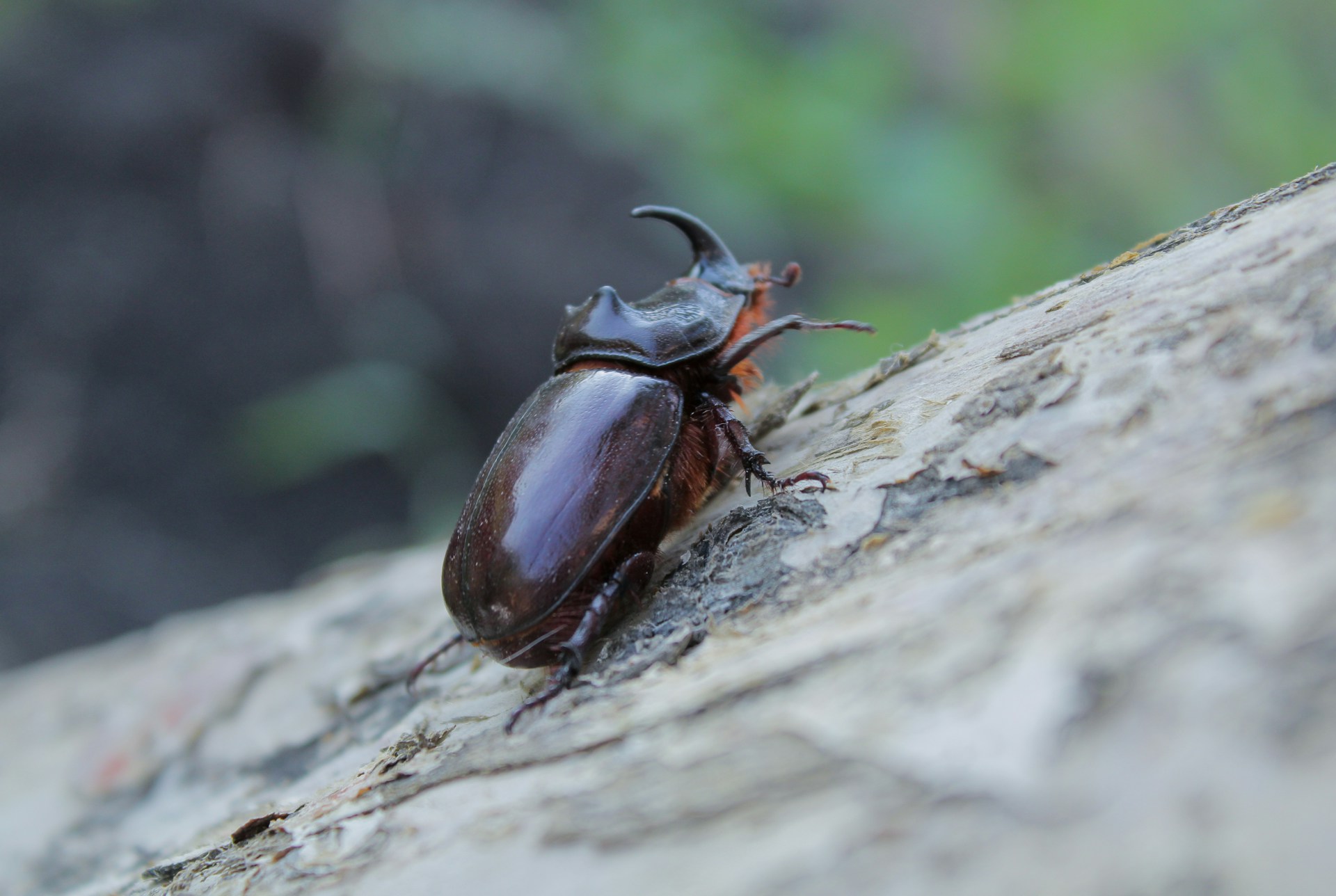 El escarabajo es un animal invertebrado. Fotografía por Maksim Koshkin.