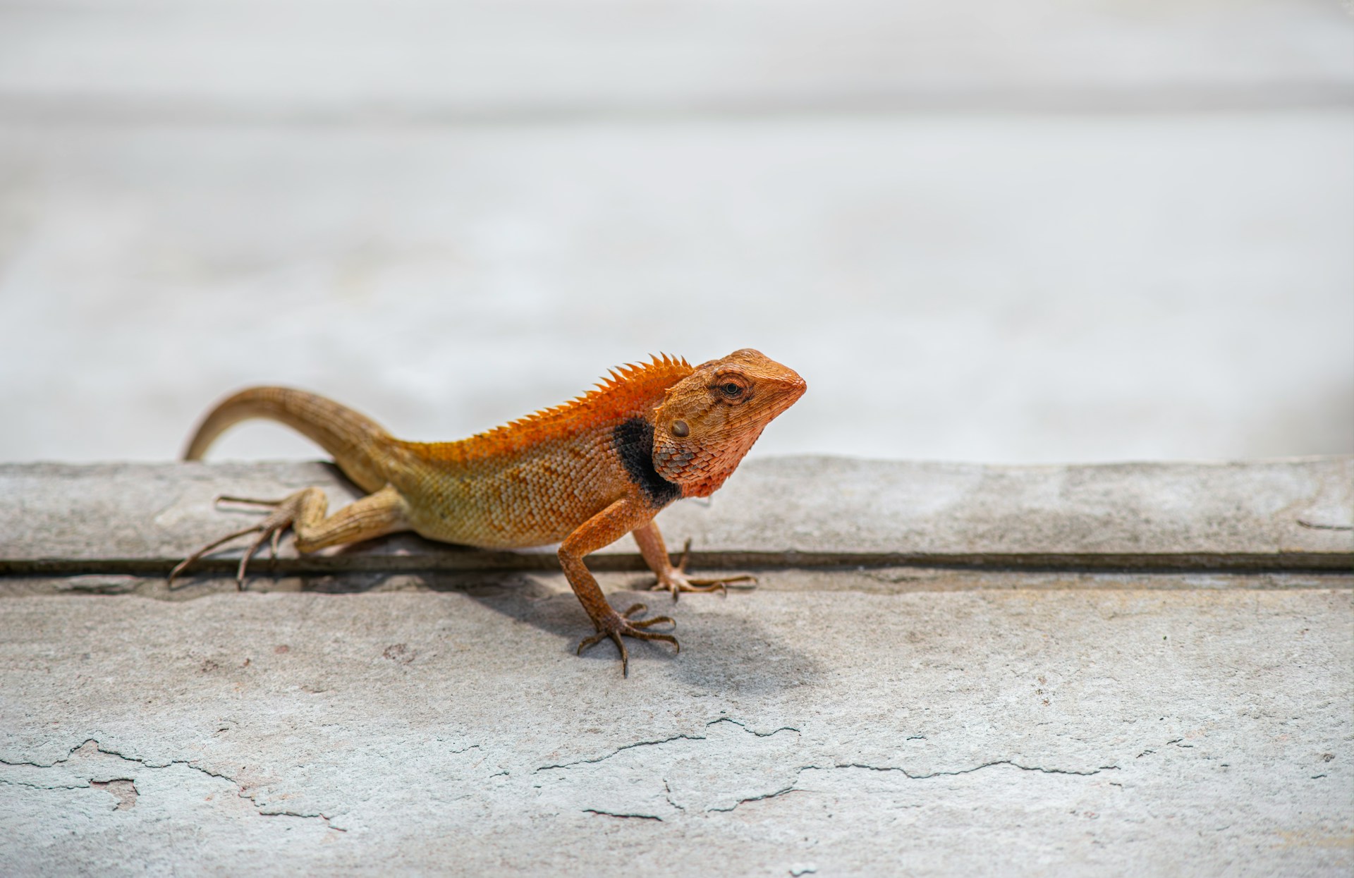 El lagarto es un ejemplo de animal ovovivíparo. Fotografía de Erik Karits.
