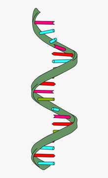 Representación de la hélice de ARN.