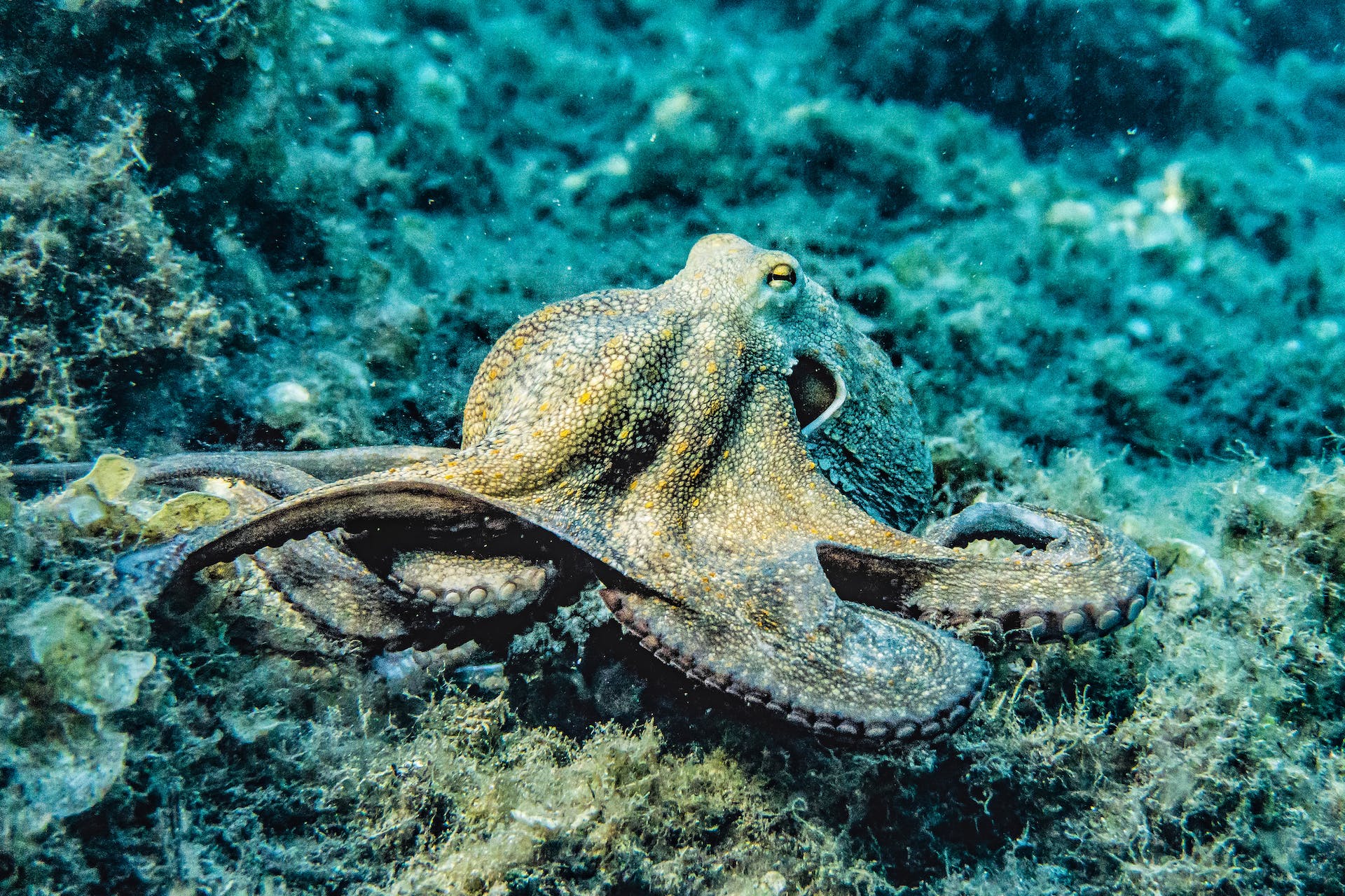 El pulpo es un molusco de tipo cefalópodo, se caracteriza por tener una bolsa de tinta y el alto grado de desarrollo del sistema nervioso.