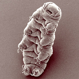Tardígrado en una imagen de microscopio.