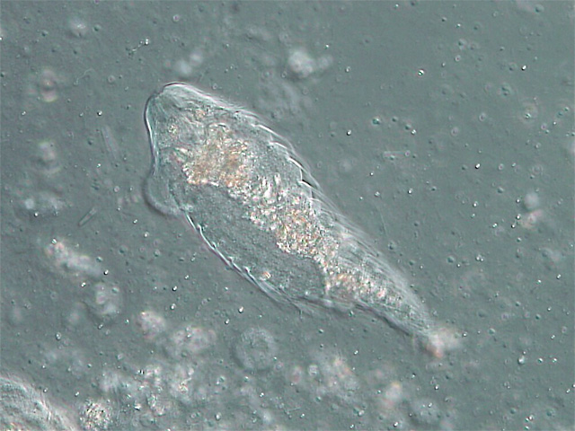 Imagen microscópica de un protozoo flagelado.