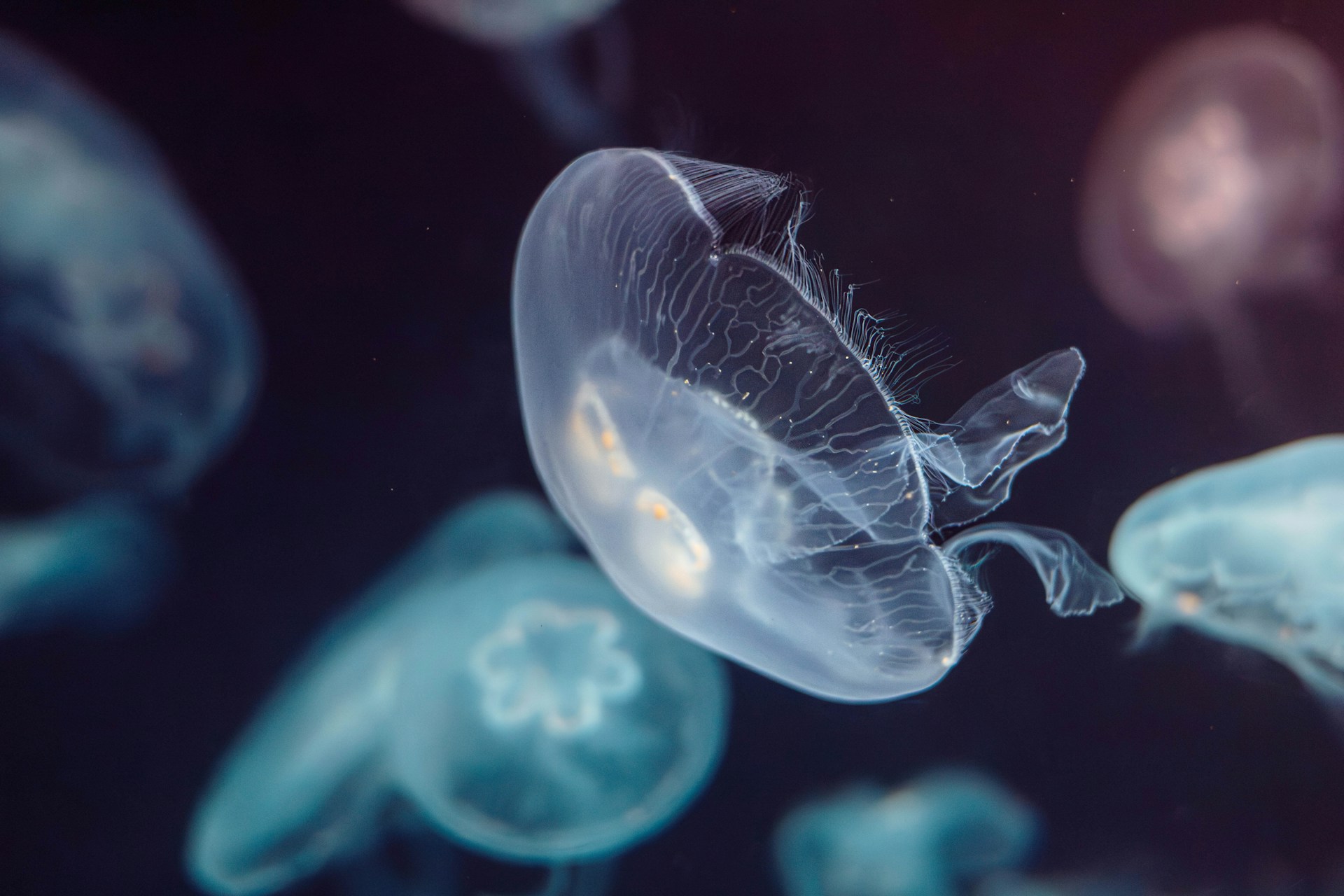 Las medusas habitan la zona afótica de los océanos. Por lo tanto pertenecen a la fauna abisal, dentro de los animales marinos.