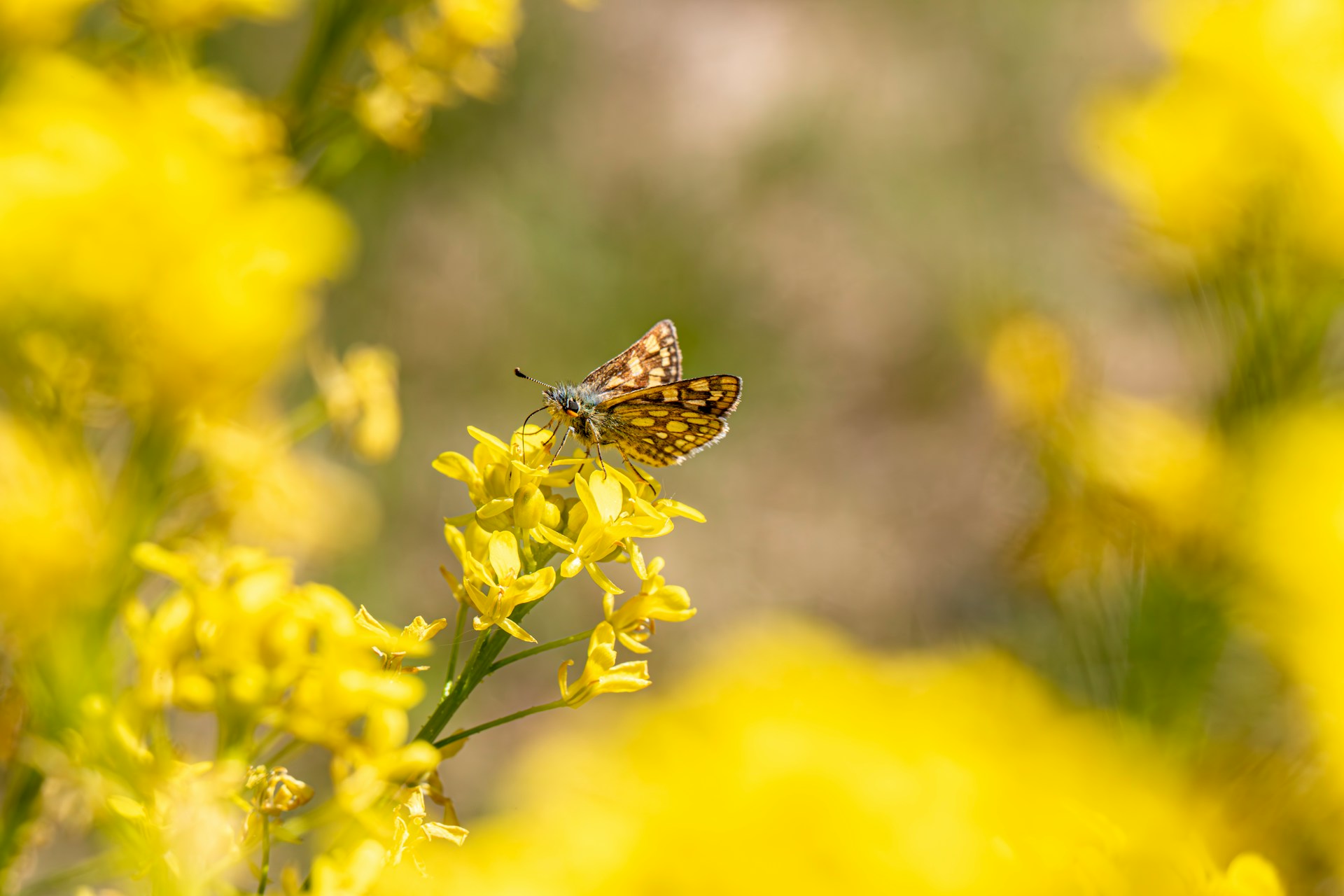 Fotografía de una mariposa. Foto por Erik Karits.