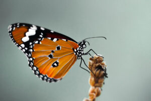 Las mariposas, una de las especies de artrópodos más populares.