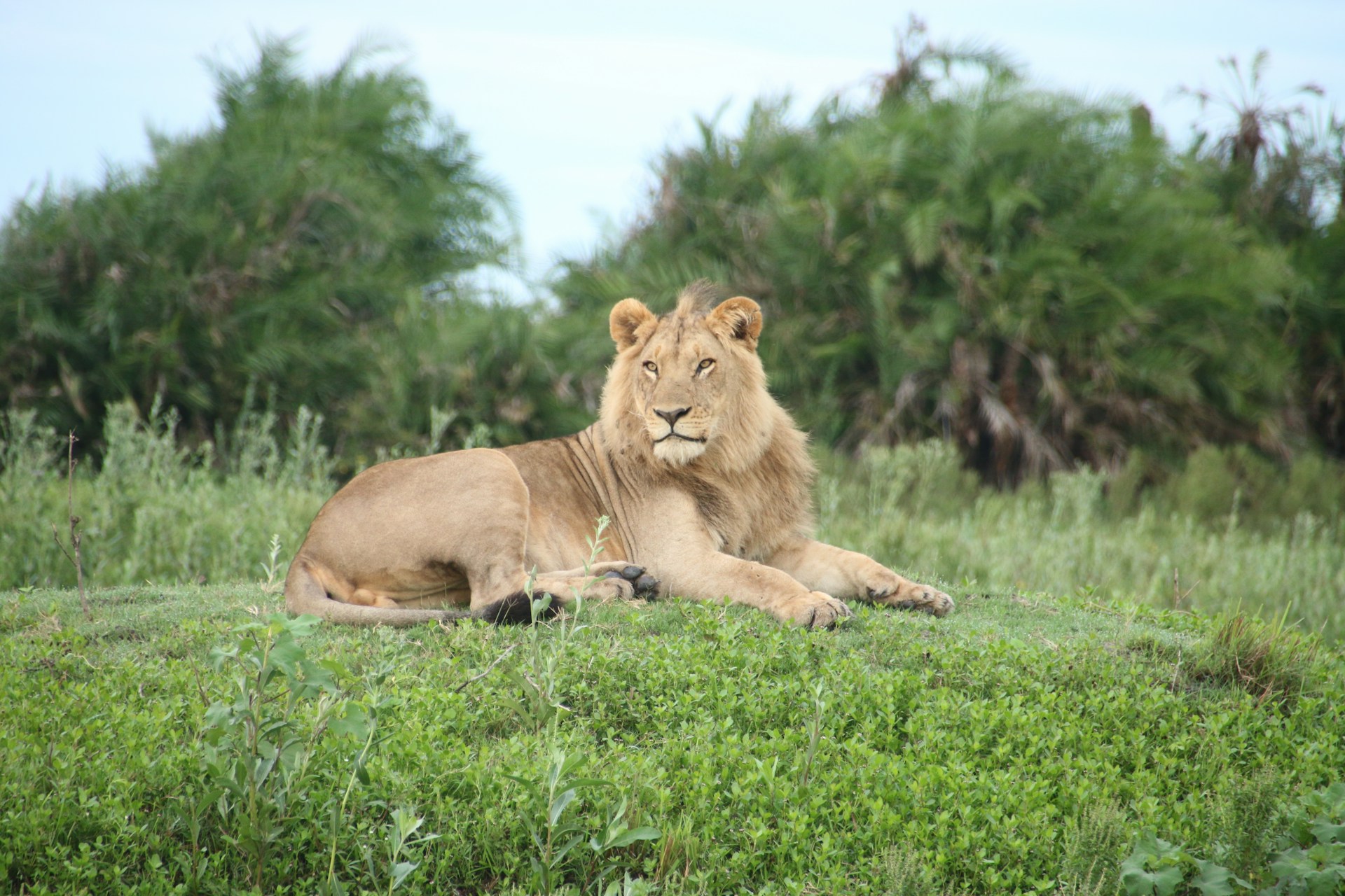 El león es un felino de tipo pantherinae. Posee la capacidad de rugir, mayor musculatura y fuerza. Foto de Travel Explore Protect.
