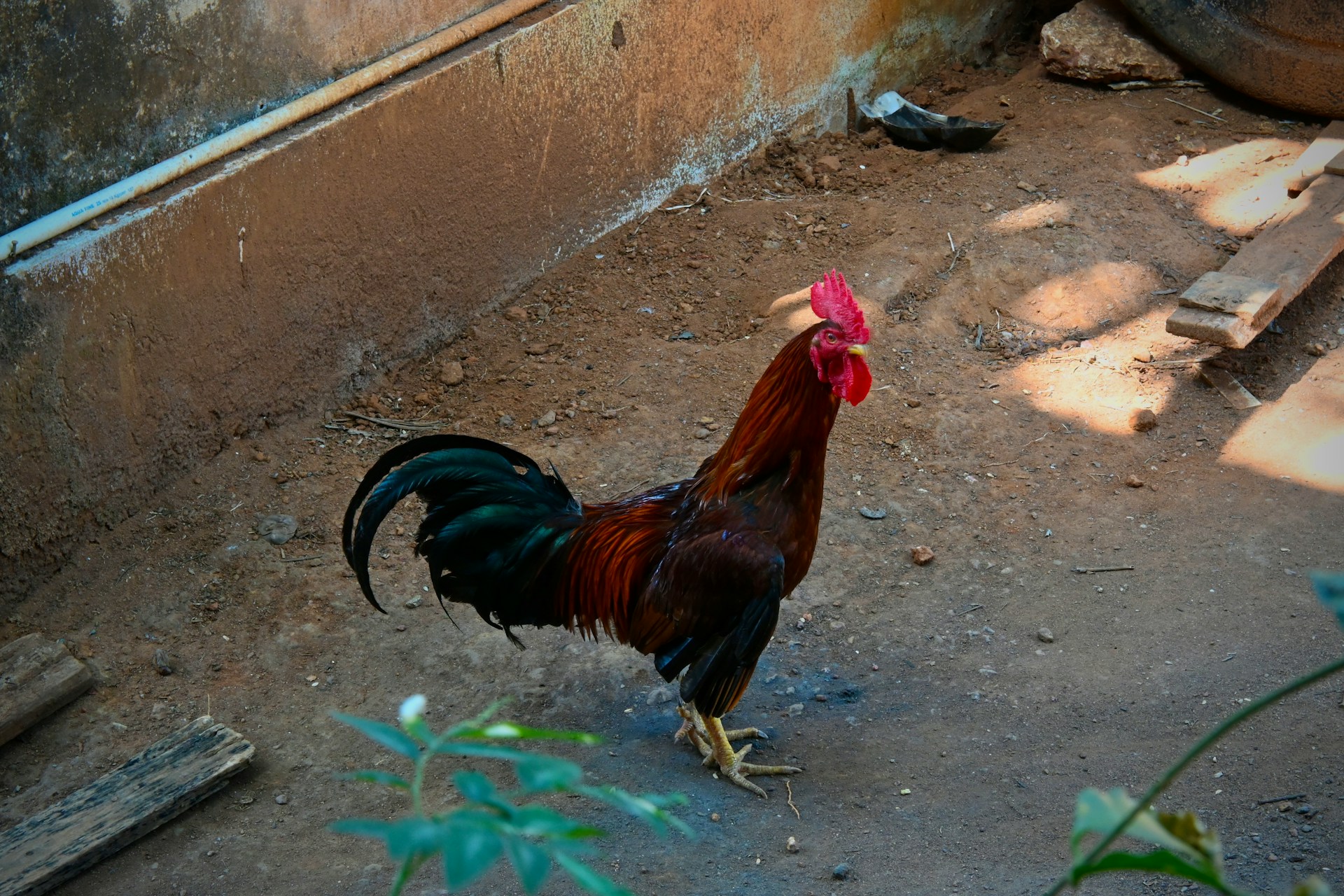 La gallina es un animal de corral. Fotografía en una granja de la india por Praswin Prakashan.