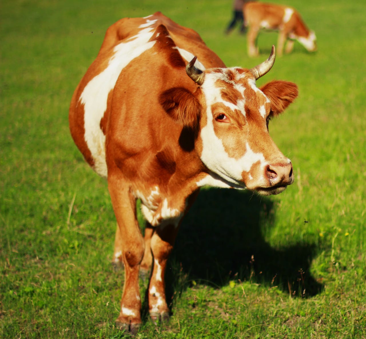 Fotografía de una Vaca criada como ganado.