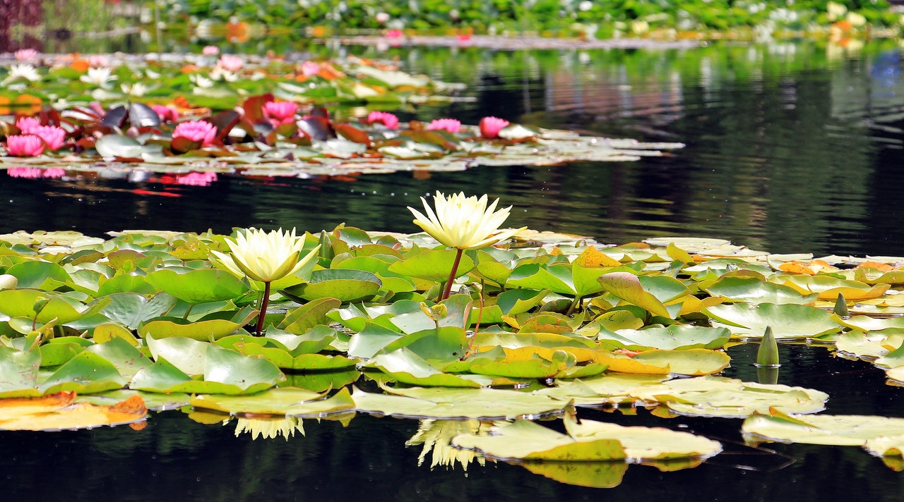 Dos flores de loto blanco. Una planta herbácea acuática.