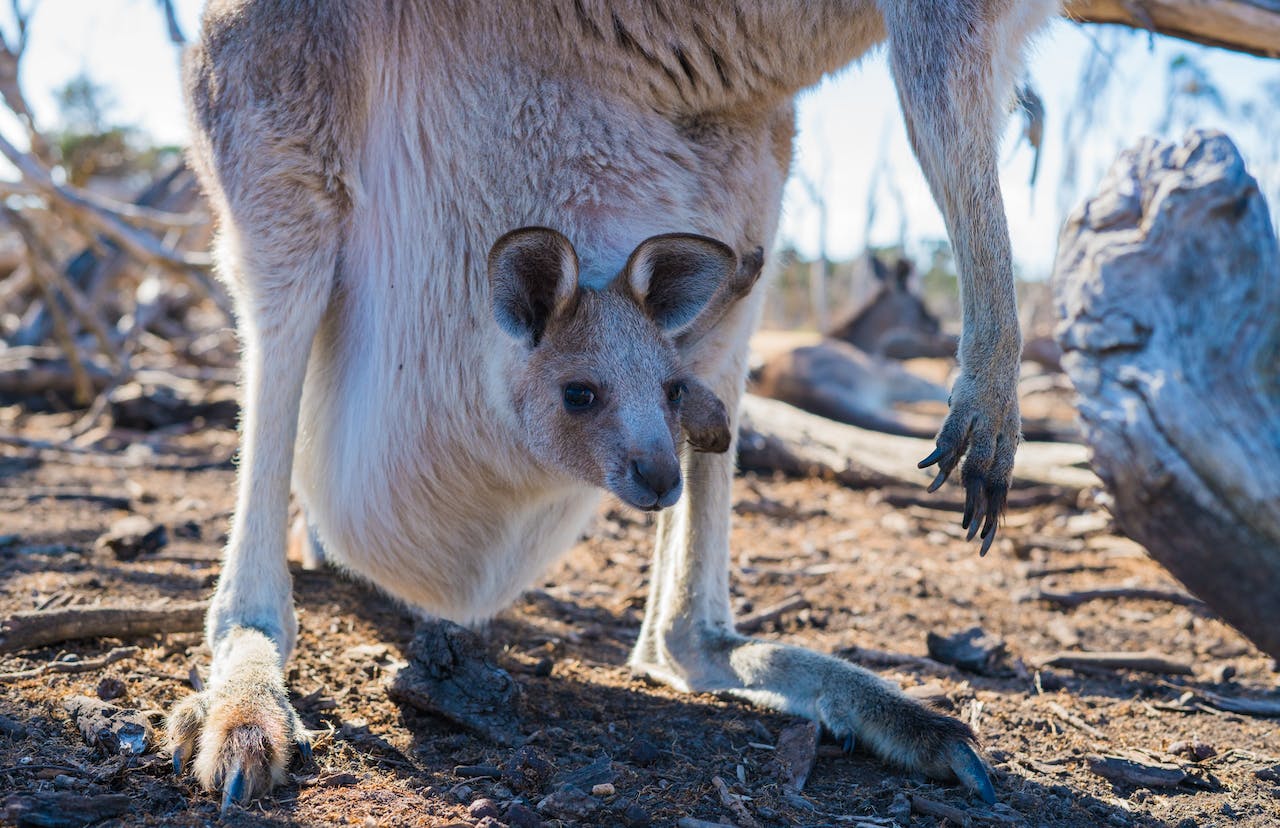 Cría de canguro en el marsupio de su madre. Fotografía en australia por Ethan Brooke.