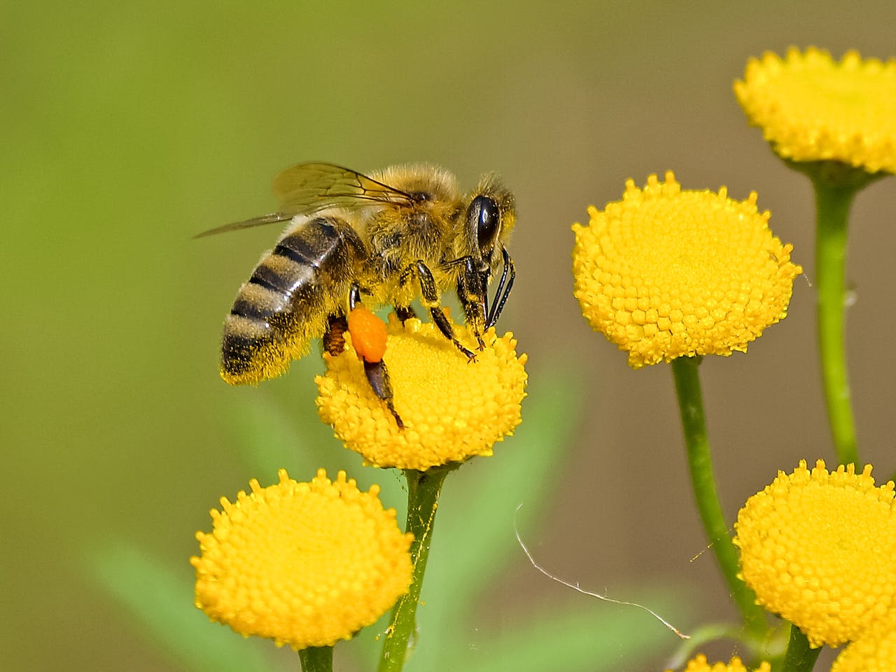 Fotografía de una abeja realizando la polinización. Foto de Pixabay.