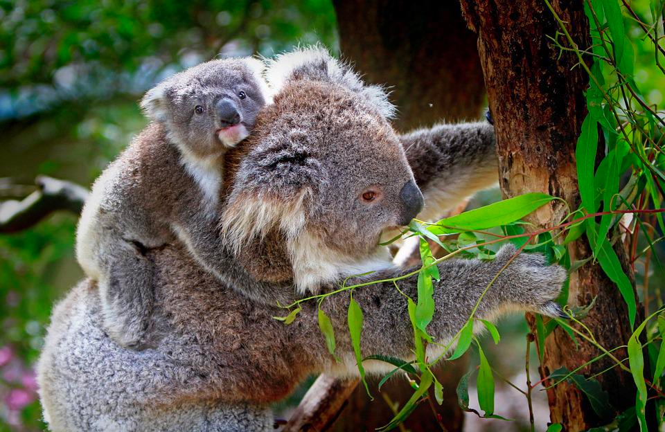 Koala hembra junto a su cría alimentándose de hojas de eucalipto.