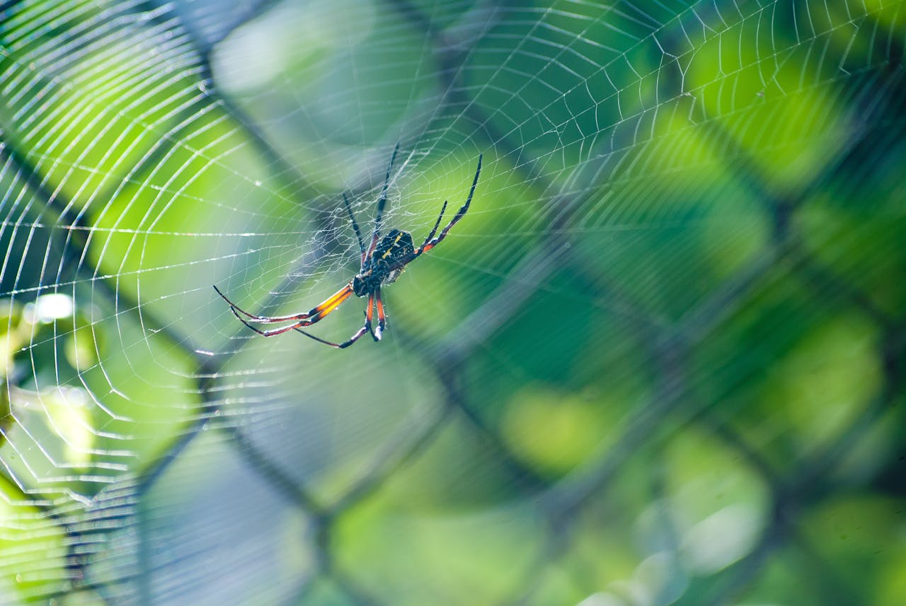 Las arañas son arácnidos. Fotografía de Pixabay.