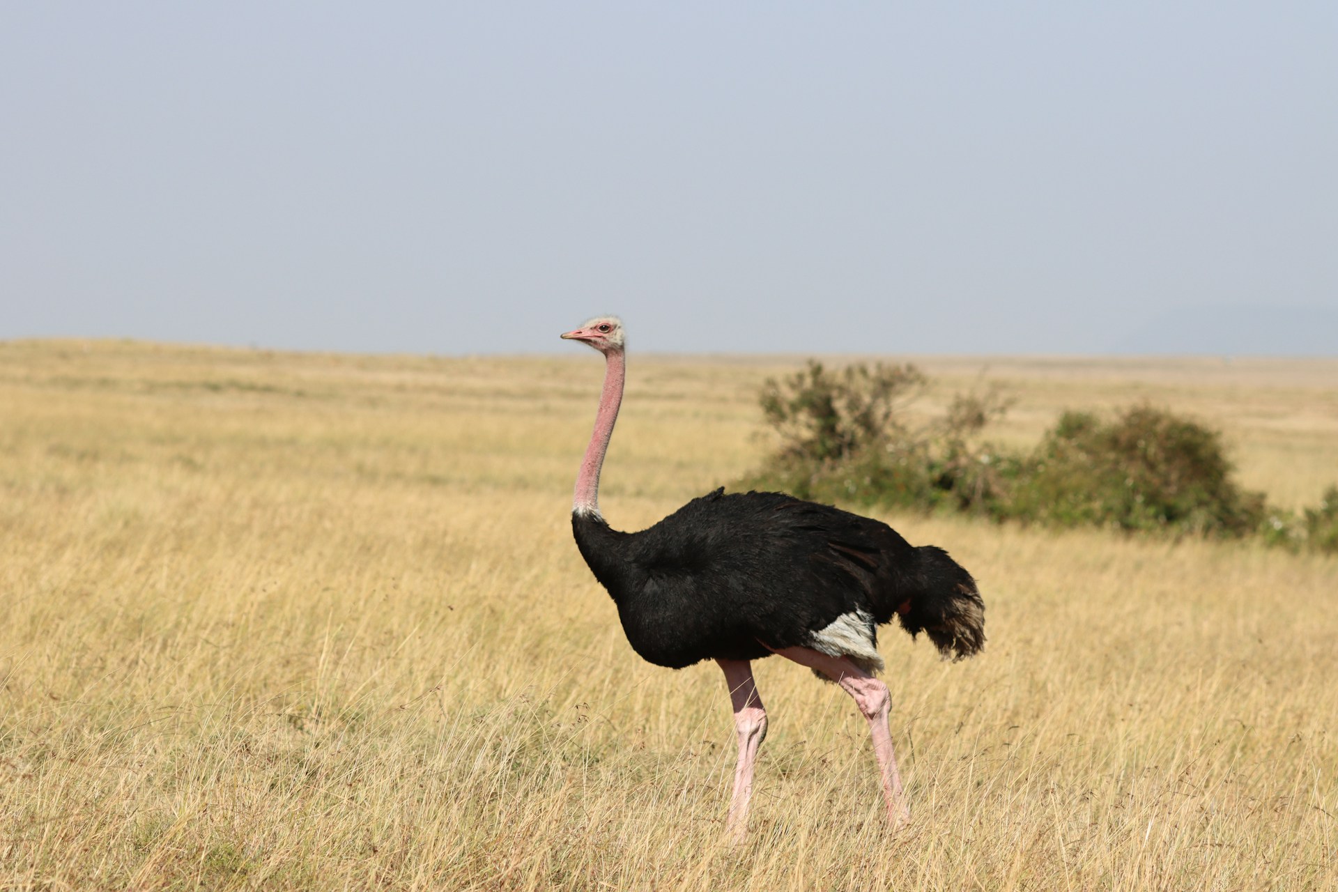 Fotografía de una avestruz en Kenya. Foto de Dominic Yegon.