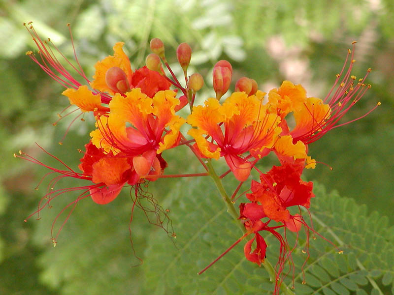La Caesalpinia pulcherrima es un ejemplo de planta leguminosa.
