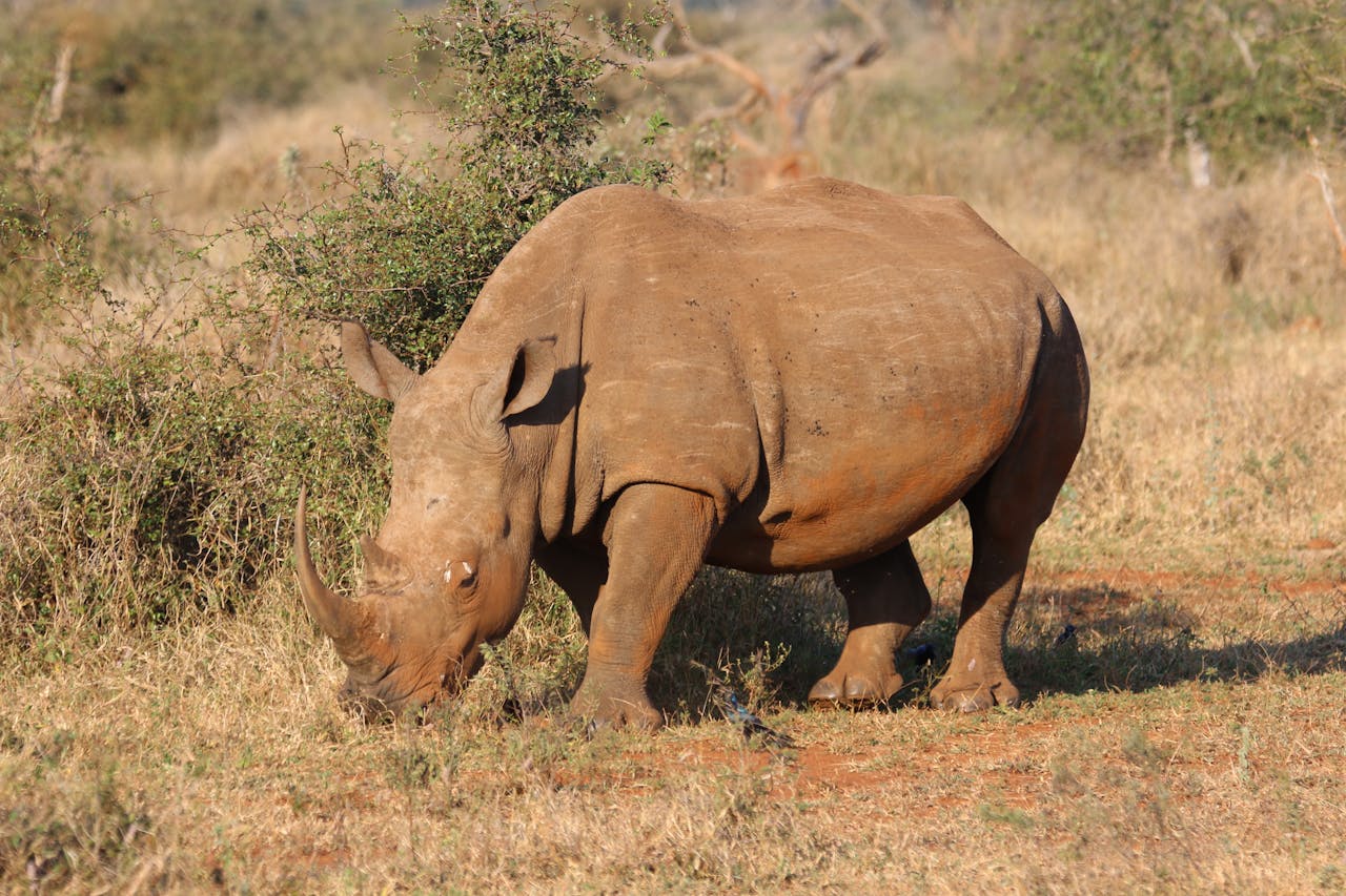 Fotografía de un Rinoceronte alimentándose. Foto de Magda Ehlers.