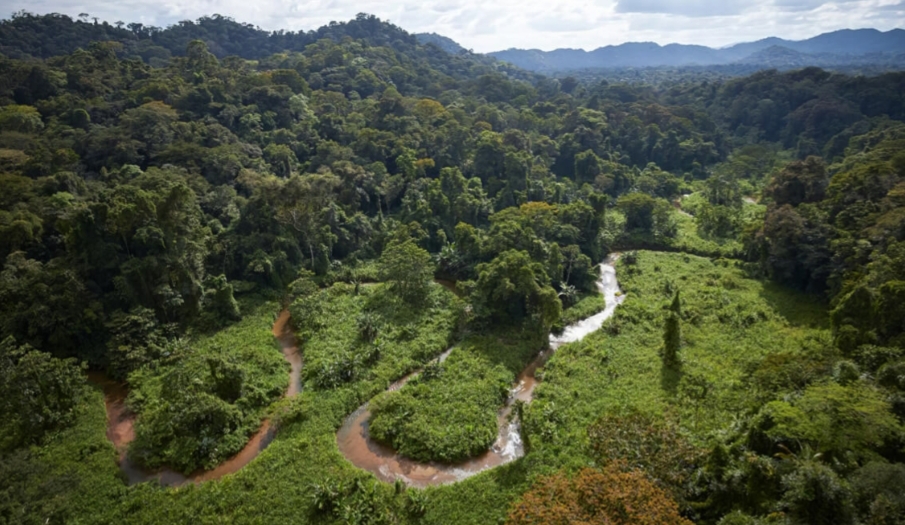 Selva tropical en la biosfera de el rio plátano, Honduras. Archivo de la UNESCO.