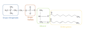 Estructura química de los fosfolípidos