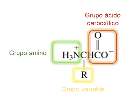 Figura 1. Estructura de los aminoácidos