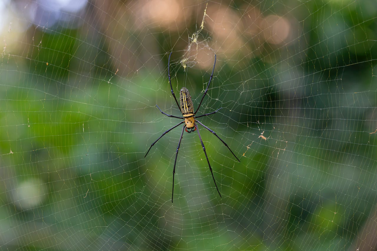 Fotografía de una araña en su telaraña. Foto de Erik Karits