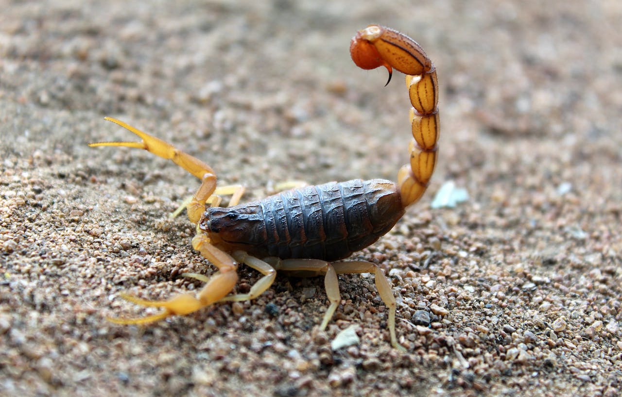 Fotografía de un escorpión. Por Sharath G.