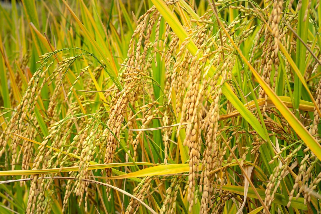 La planta de arroz es considerada una Gramínea. Foto de Quang Nguyen Vinh.