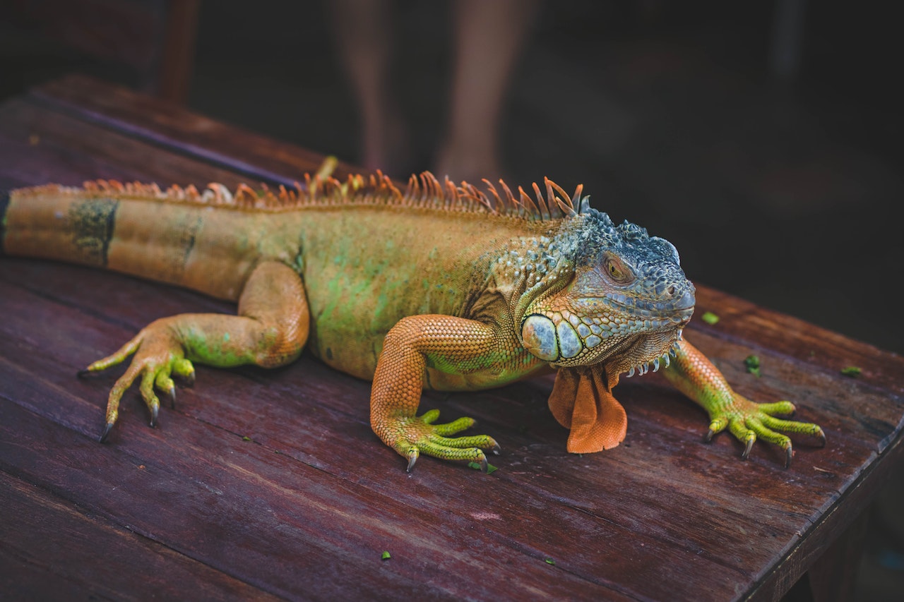 Fotografía de una iguana verde.