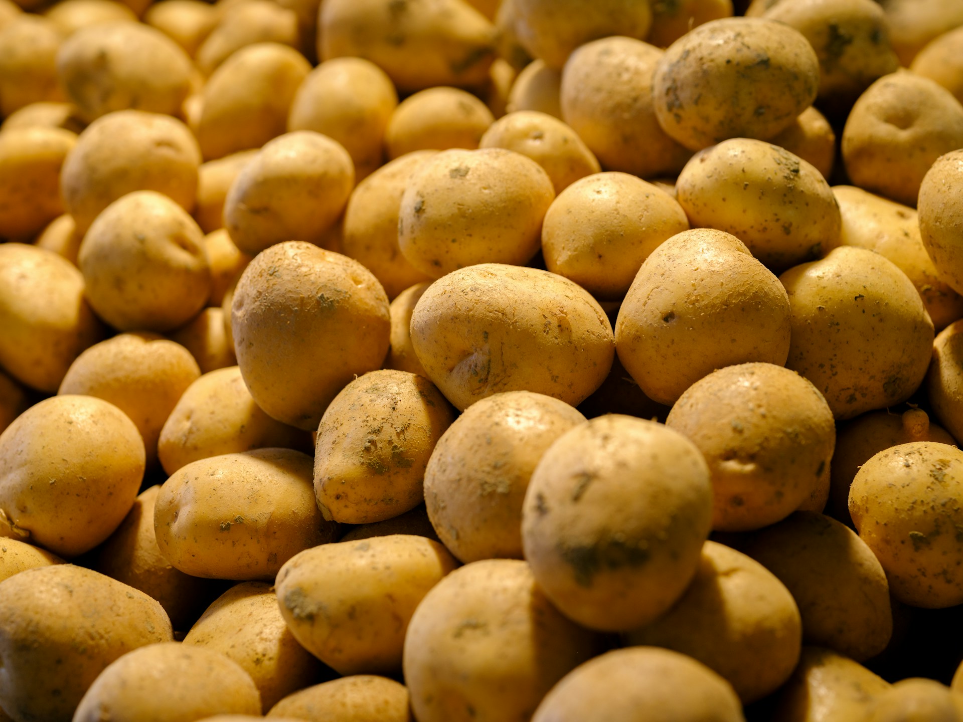 La patata o papa (Solanum tuberosum) es un tubérculo muy utilizado en la gastronomía. Foto de Engin Akyurt.