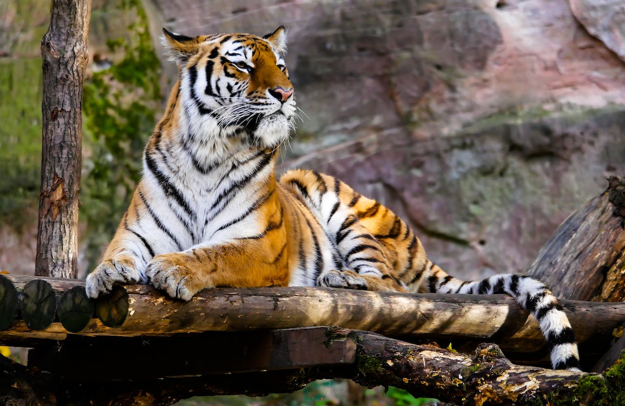 Fotografía de un tigre.
