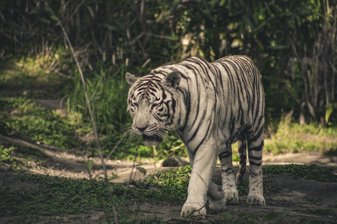 Fotografía de un tigre de bengala albino. Foto de Lucas Pezeta