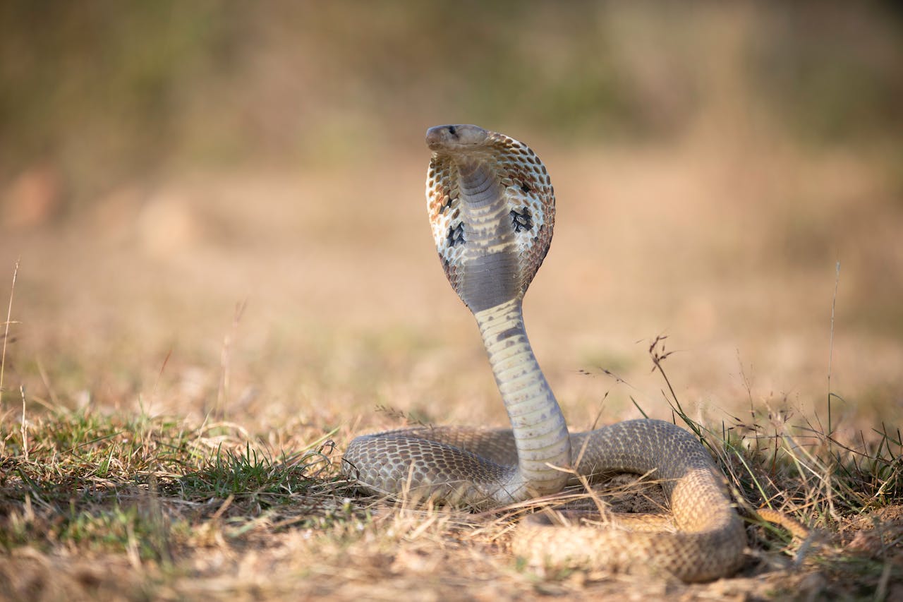 Fotografía de una cobra en la India. Foto de Anil Sharma.