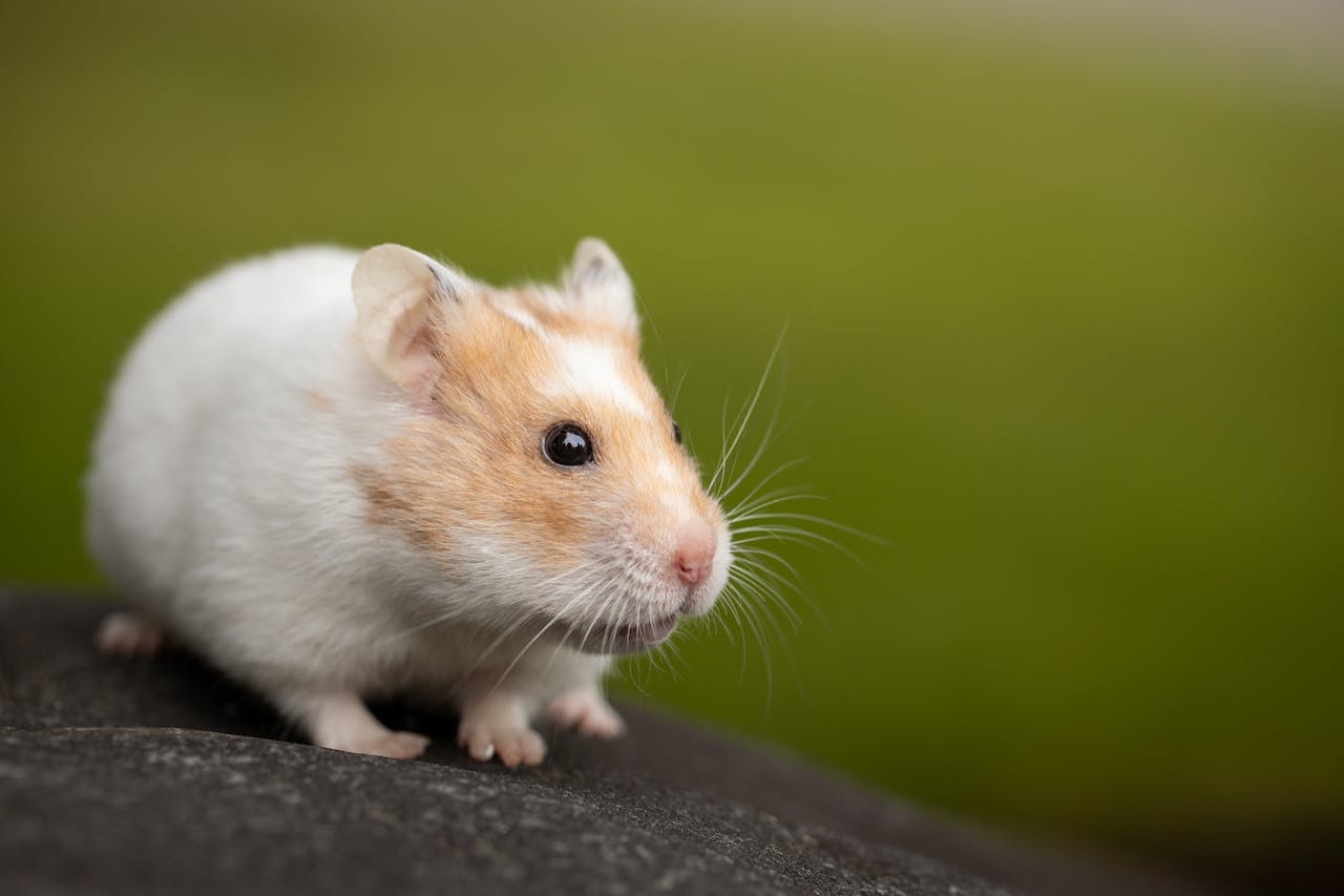 El hámster es un roedor. Foto de Sharon Snider.